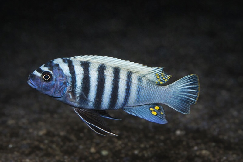 Maylandia zebra 'Taiwanee Reef'